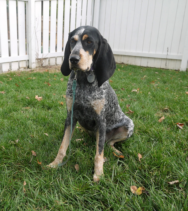 pet, outdoors, no people, bluetick coonhound, vertebrate, bluetick, dog, purebred, green color, domestic, nature, animal, mammal, looking, plant, field