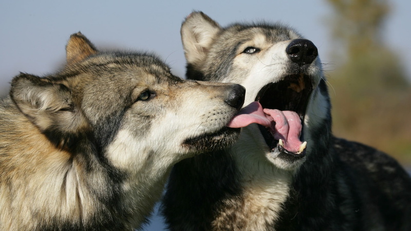 pets, two, no people, wolfdogs, animal teeth, domestic animals, brown, animal tongue, animal head, canine, animals, mouth open, animal themes, mammal, wolf