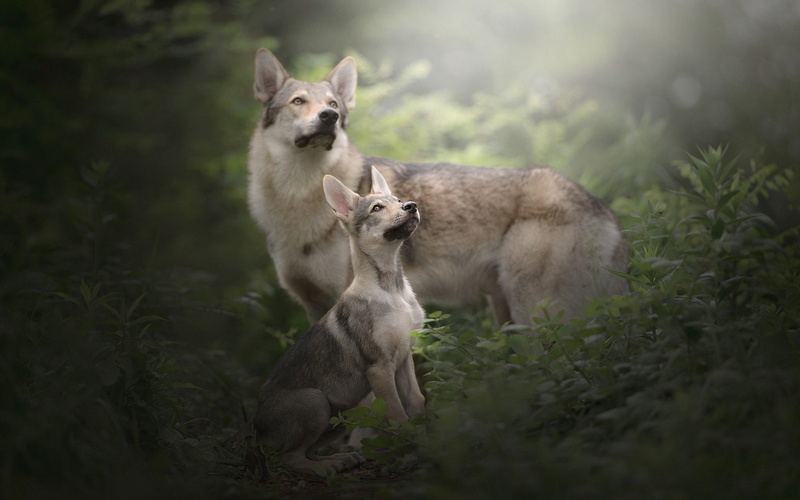 Wolfdog, 1080P, Puppy, Dogs, Baby Animal
