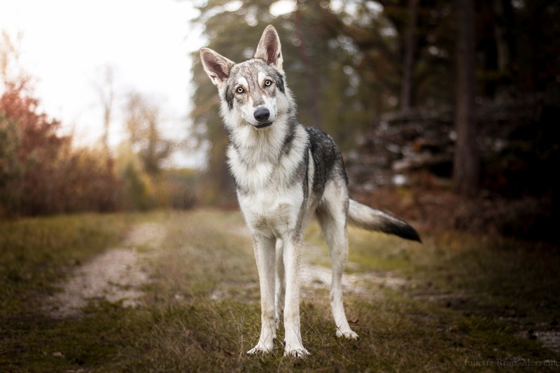 1080P, Dogs, Wolfdog