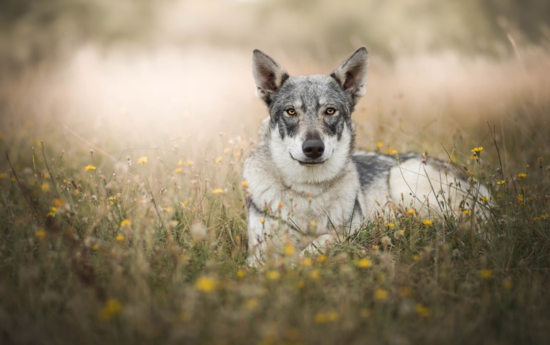 selective focus, front view, people, one animal, animal wildlife, dog, portrait, wolf, wolfdog 4k  hd desktop, animals in the wild, 4K, mammal, outdoors