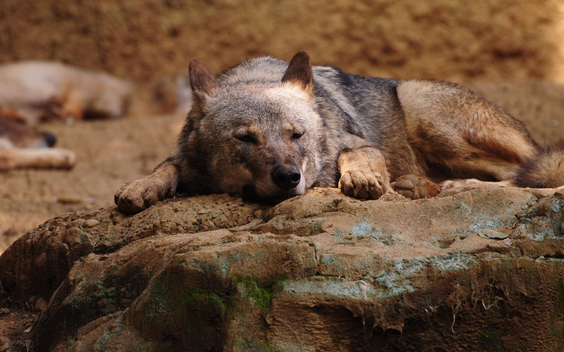 fur, solid, animal Themes, animals In The Wild, day, rest, wildlife, brown, dog, young animal, danger, animals in captivity, one animal, vertebrate, no people