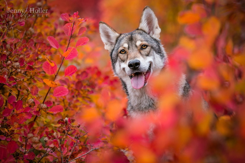 Wolfdog, Saarloos Wolfdog, 1080P, Dogs