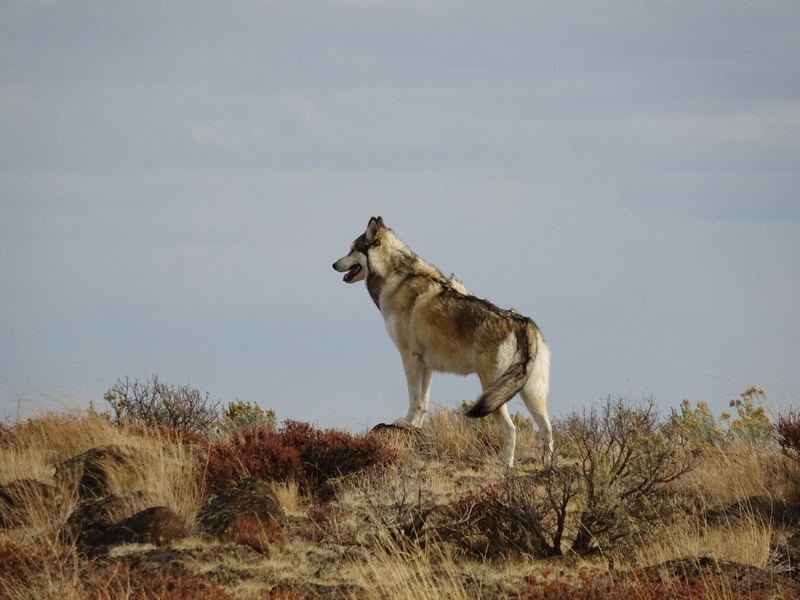 Dogs, 1080P, Wolfdog