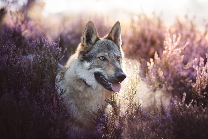 Pet, Dogs, Dog, Wolfdog, 1080P