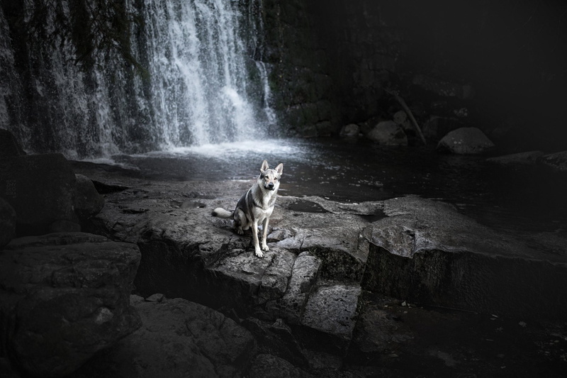 Waterfall, Rock, Wolfdog, Dog, 1080P, Dogs