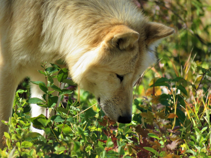 outdoors, animal wildlife, close-up, plant, animals in the wild, cat, day, animal, sniffing, vertebrate, no people, feline, smelling, pets, forest, land
