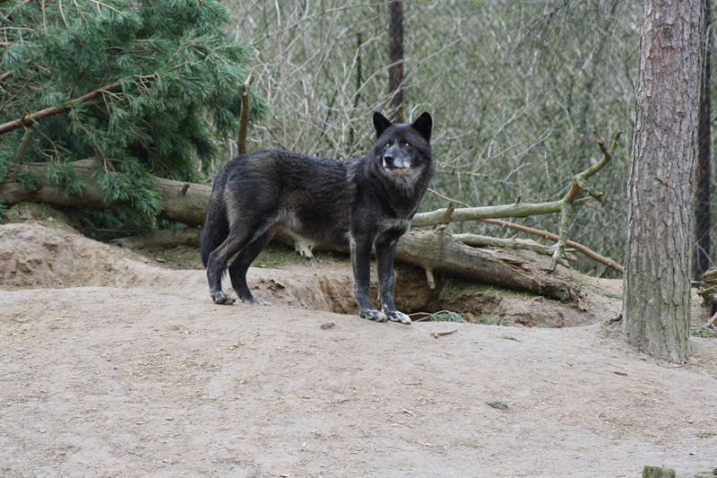 plant, domestic animals, canine, wolf, vertebrate, outdoors, daytime, dog, animal, black, 4K, black color, predator, animal themes, standing, near, land