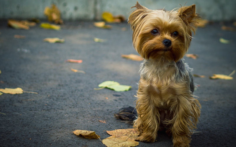 View, Dog, Front, Leaves, 2K, Cute