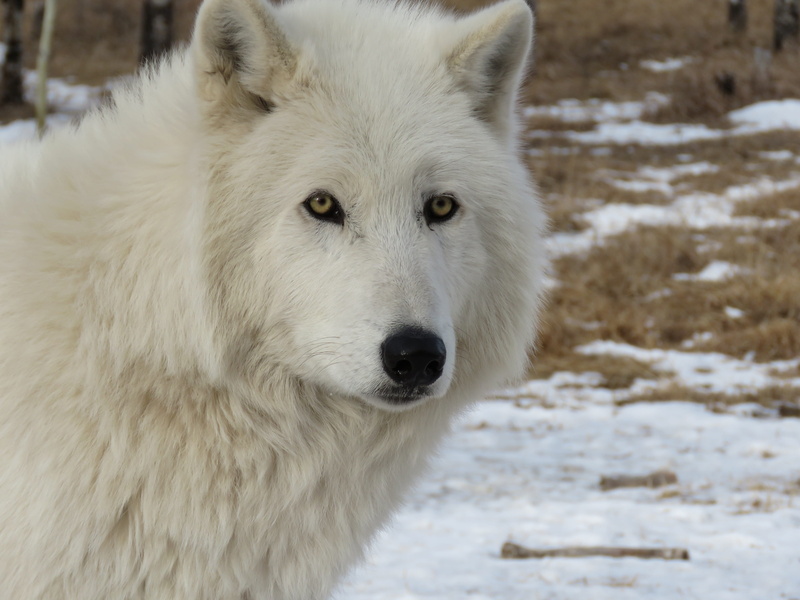 vertebrate, outdoors, wolf, portrait, nature, animal themes, wolfdog, white, mammal, animal head, 4K, winter, fur, pets, domestic, canine, sanctuary, cold temperature
