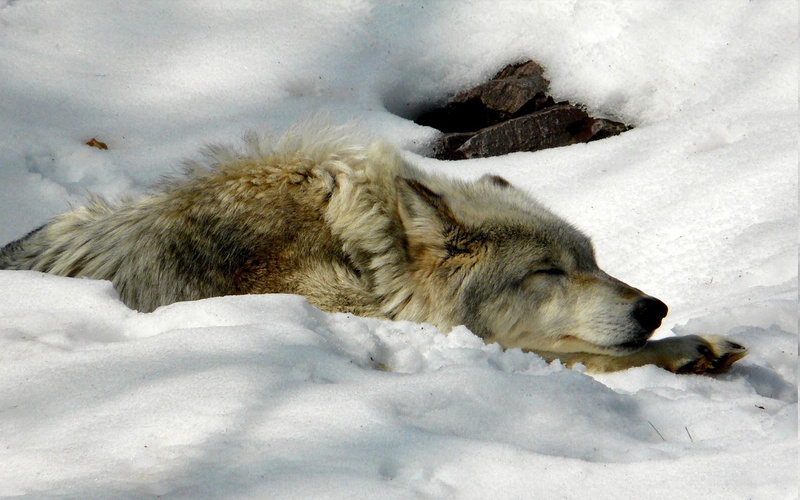 wolf, winter, brown, cool, black, white, animals, snow, 1080P, arctic