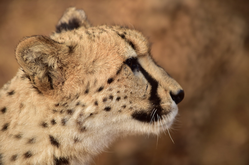 undomesticated Cat, mammal, hartbeespoort, North West, east Africa, safari, Hartbeespoort, animal, rehabilitation, De Wildt Cheetah and Wildlife Centre