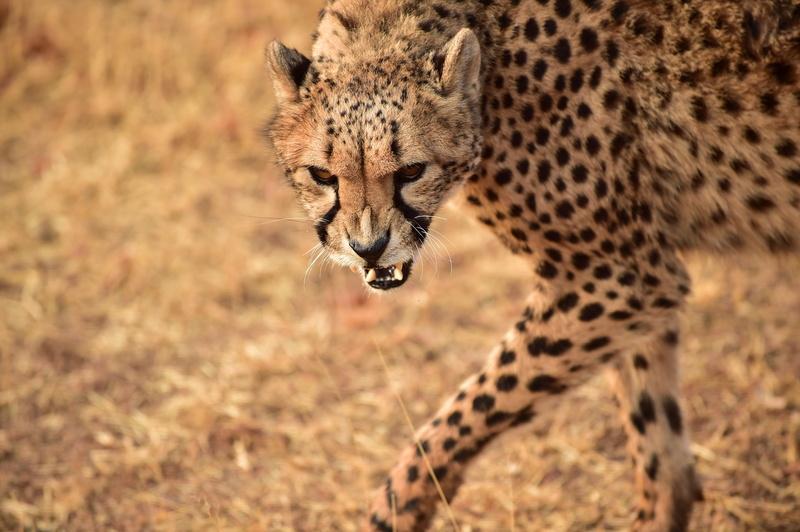 kenya, animal, wilderness Area, South Africa, photo, tanzania, undomesticated Cat, carnivore, nature, wildlife, masai Mara National Reserve, cheetah, safari Animals