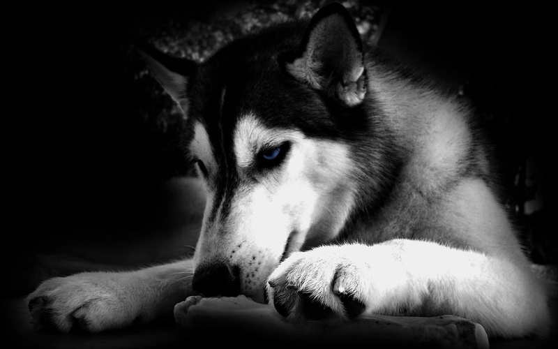 1080P, huskie, animals, animal, angry, dog