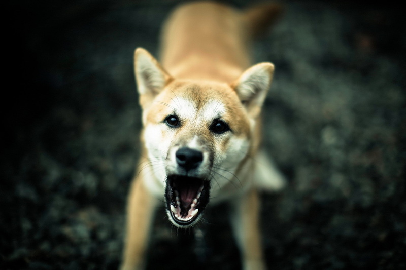 inu, angry, hd, close-up, closeup, blurred, background, animals, dogs, shiba, art, 1080P