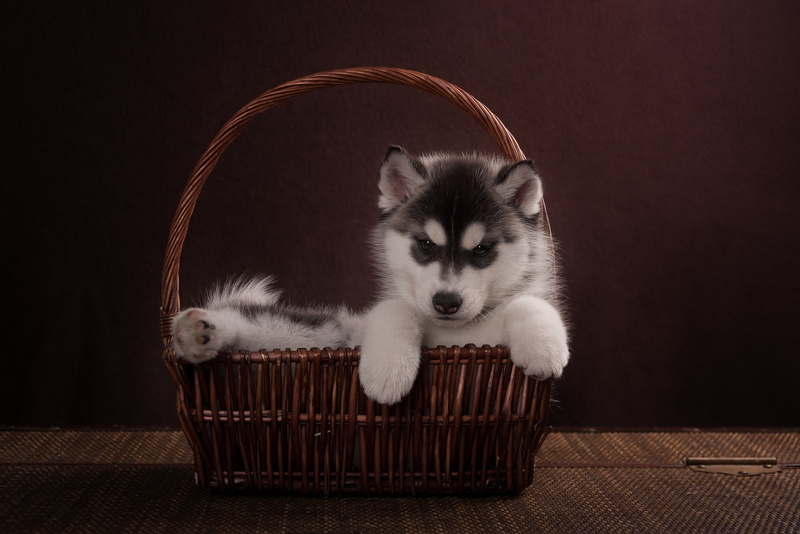 domestic, studio shot, mammal, looking at camera, kitten, container, Animal, animal themes, dogs, domestic cat, one animal, cat, portrait, no people, young animal