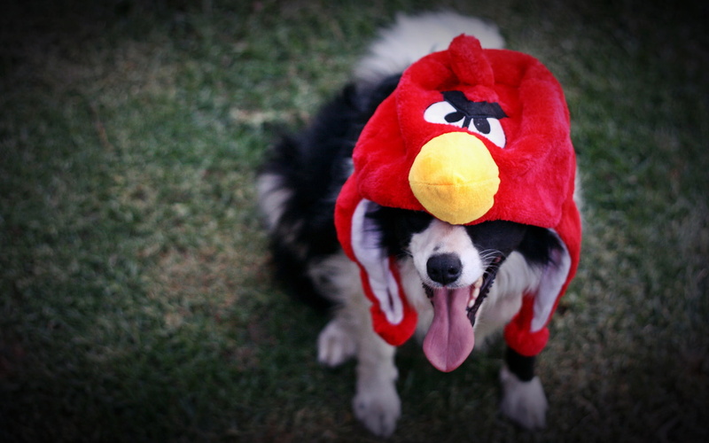 cosplay, custume, animals, canine, 1080P, video, angry, hat, funny, games, birds, humor, dogs