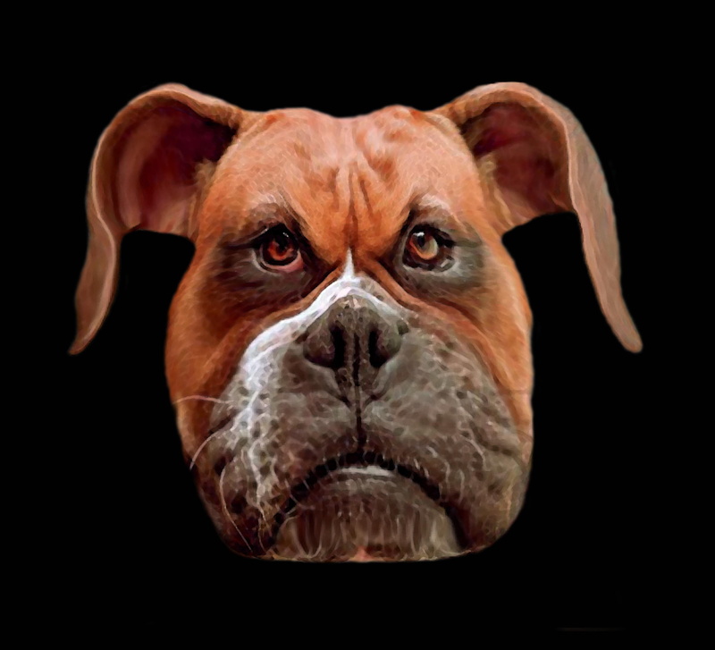 2K, wild, loyal, angry, mammal, no people, canine, one animal, studio shot, domestic animals, animal mouth, animal body part, depression - sadness, purebred dog