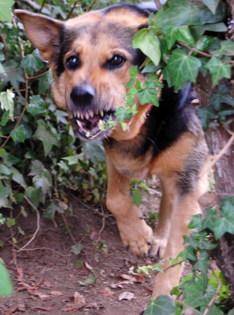 furry, hides, domestic animals, vertebrate, animal, Domestic, flora, Dog, leafy, portrait, plants, gardens, Barking, outdoors, greenery, Animals, pets