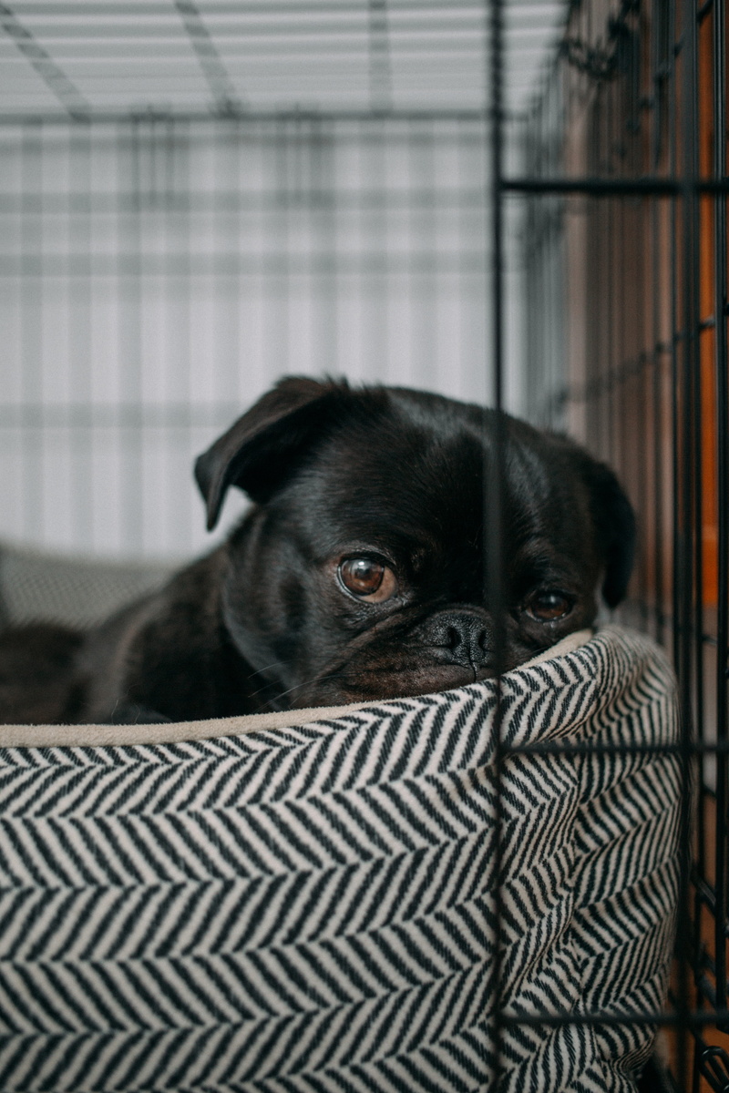 domestic animals, indoors, home alone, 5K, home, blur, angry, lying, animal, pug, unimpressed, vertebrate, animal body part, mammal, focus on foreground