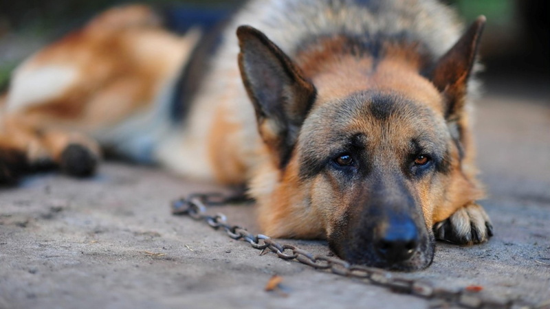 sadness, sad, 4K, german shepherd, dog, chain, cute