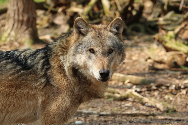 wolf, risk, looking at camera, land, mammal, dog, animal, near, animal wildlife, predatory, wild, nature, carnivores, forest, portrait, angry, peaceful