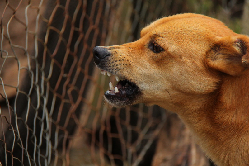 mouth open, close-up, Dog, brown, pets, 5K, focus on foreground, inside, Furious, link, chain, day, vertebrate, domestic animals, domestic, one animal
