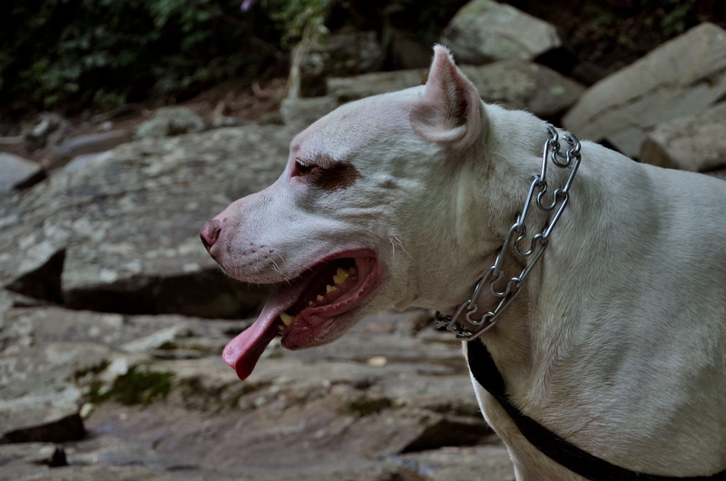 animal head, staffordshire, looking away, adventures, pit bull, canine, 4K, day, animal tongue, pitbull terrier, one animal, pets, chain, dogs, american pitbull terrier