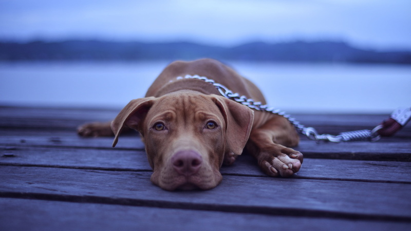 4K, sadness, close-up, dogs macro, muzzle, look, Pitbull, paw, chained, 4k uhd background, blur, macro, brown pitbull dog, dog, pet, surface, wood, stare