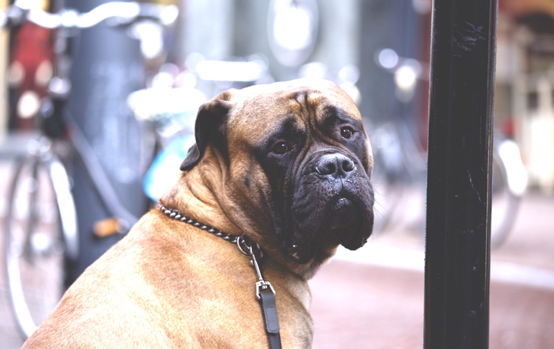 chained, short, animal head, vertebrate, looking away, close-up, day, pet, purebred dog, one animal, coated, pets, collar, 5K, dog, mammal, looking, canine