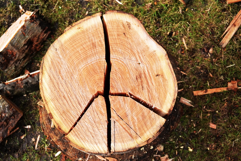 water bottle, green, high angle view, wedge, environmental issues, field, lumber, forest, 4K, flagstone, bark, no people, day, bottle, tree ring, recycling symbol