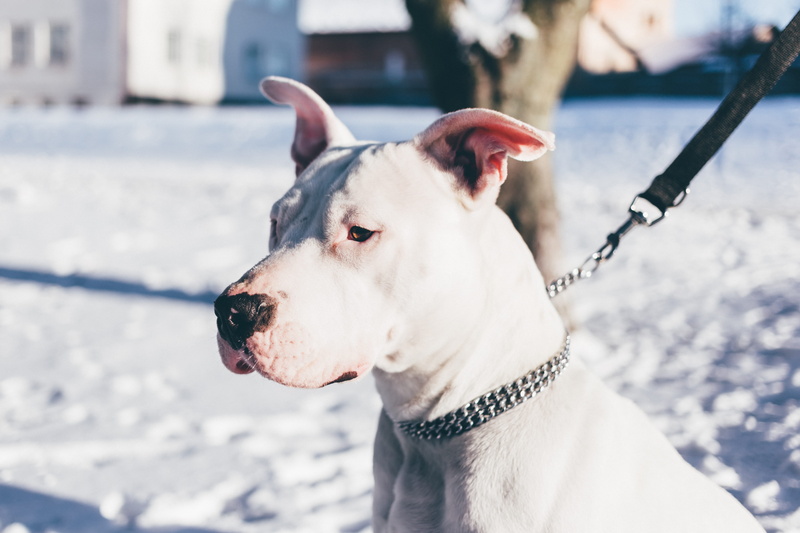 adult, collar, nature, pets, domestic animals, white, pet, cute, dog, cold temperature, winter, animal head, chain, near, canine, terrier, purebred, pitbull