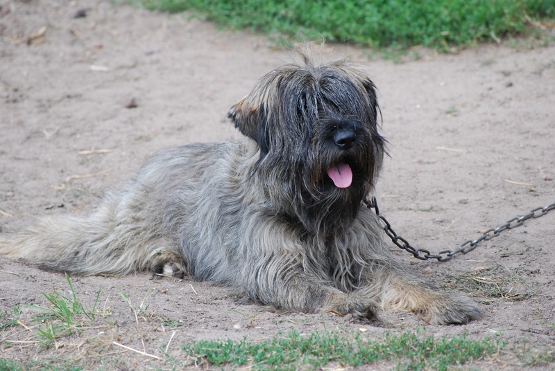 domestic animals, lying down, on chain, dog, furry, mouth open, day, chain, vertebrate, summer, and the tramp, animals, vigilance, mammal, snout, canine