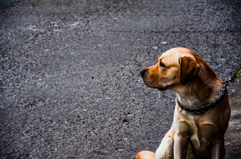 mammal, pets, one animal, pet, animal themes, dog, collar, road, relaxation, 4K, leash, looking, animal, chain, day, puppy, looking away, city, no people