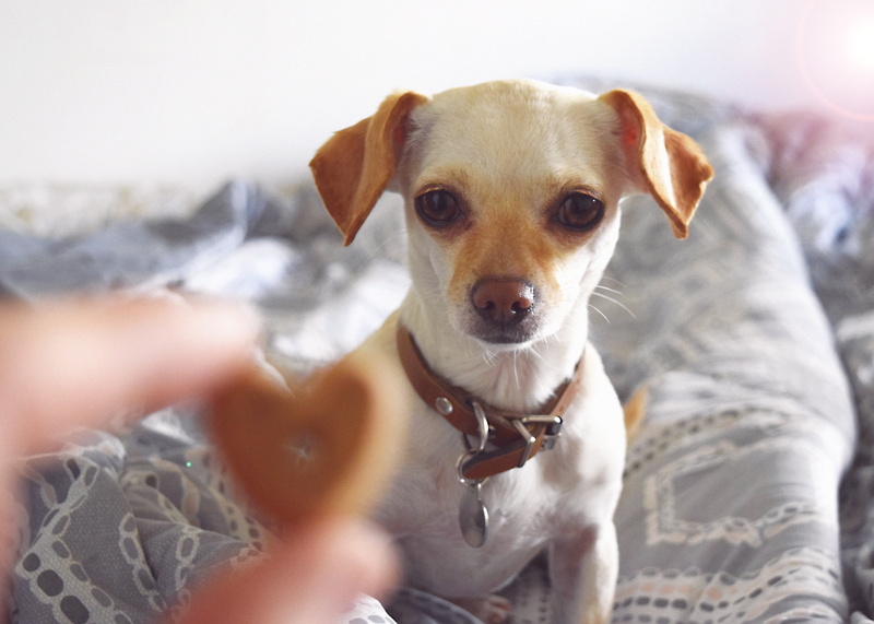 mixed, cookie, one animal, 5K, people, chain, selective focus, dachshund, treat, chihuahua, chiweenie, hand, heart, portrait, human hand, mammal, lap dog