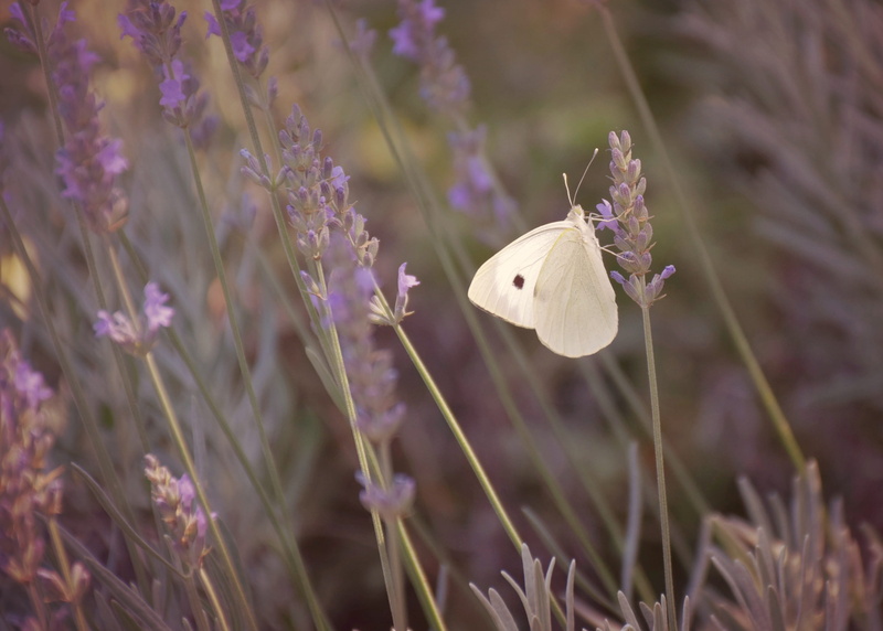 petal, wing, butterfly, 2K, nature, plant, pollination, fragility, animal wildlife, butterfly - insect, flower, summer, growth, animal themes, no people