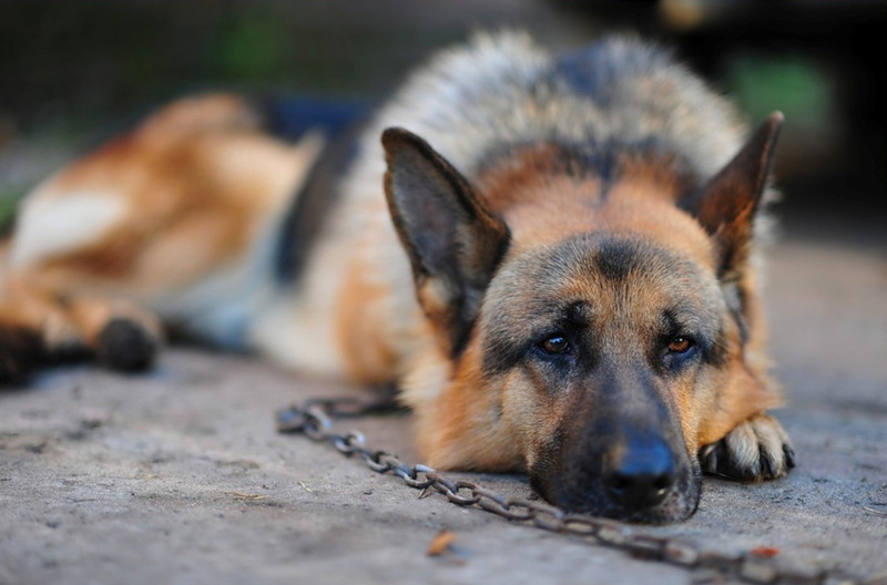Dog, snout, no people, animal themes, lying down, emotion, 1080P, Chain, portrait, purebred dog, canine, animal head, mammal, selective focus, sadness