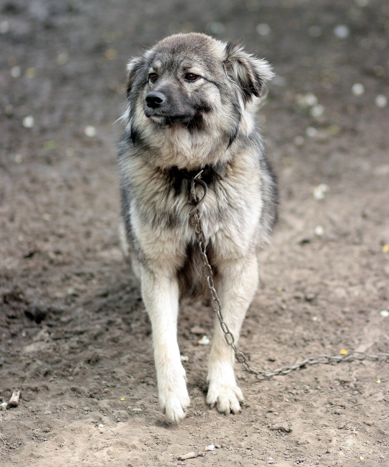 chain, pets, portrait, watchman, no people, looking at camera, domestic animals, focus on foreground, one animal, front view, day, canine, domestic, hair