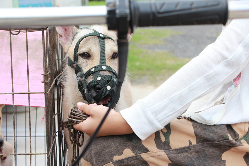 vertebrate, chain, human body part, dog catcher, holding, real people, focus on foreground, shelter, animal control service, animal, near, domestic, hand