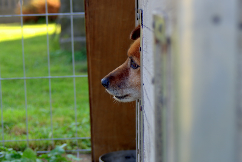 metal, window, longing, sad, waiting, outdoors, domestic, animal shelter, peeking, pets, obedient, animal body part, fence, day, closed, 4K, looking, domestic animals