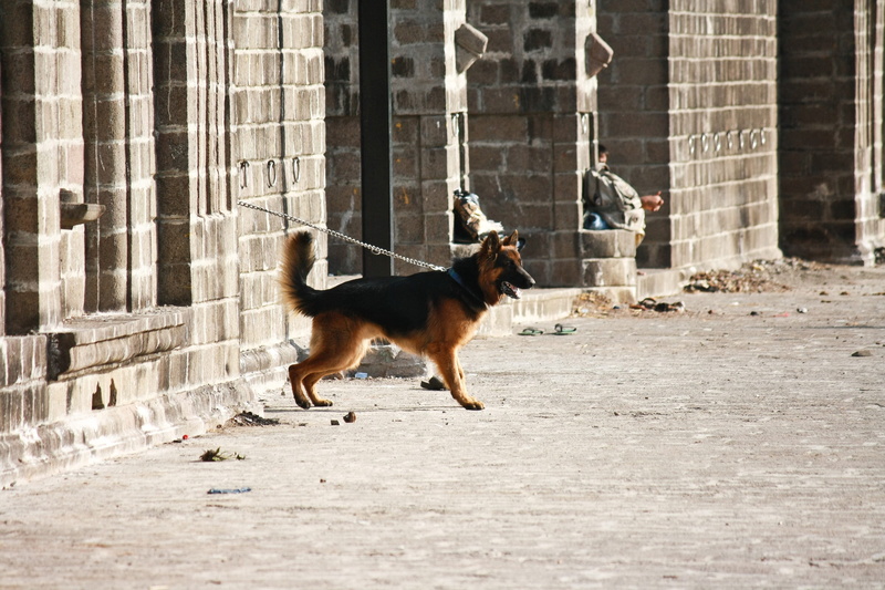 4K, german shepherd, architecture, pet, dog, domestic animals, outdoors, canine, domestic, urban, city, no people, mammal, one animal, breed, pets, vertebrate
