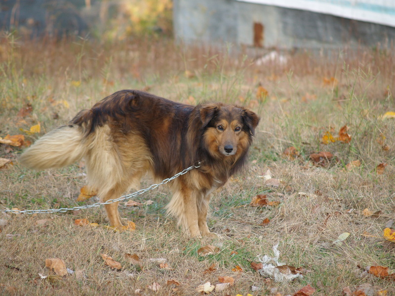 outdoors, land, standing, vertebrate, look, domestic, dog, no people, medium, beautiful, healthy, animal, looking, adult, collie, pet, chain, nature, brown