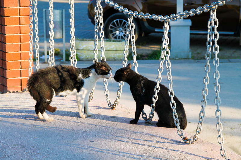 aggressive, expectant, close, 4K, vertebrate, frightened, cat eye, chain, group of animals, kitten, canine, pets, leash, two animals, minister, interesting