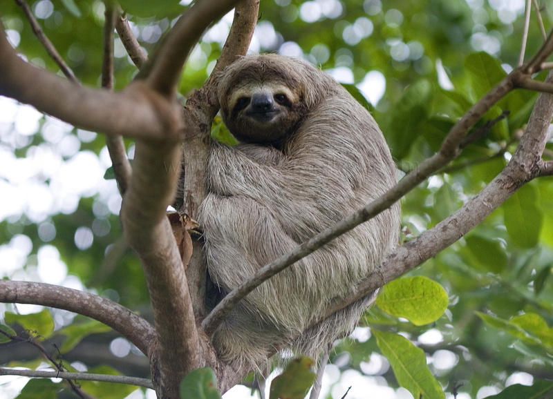 low angle view, focus on foreground, no people, vertebrate, tree, day, primate, mammal, rainforest, 2K, outdoors, animal wildlife, nature, animals in the wild