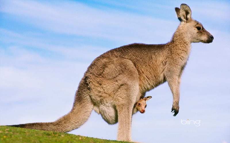 mammal, looking, brown, 1080P, profile view, pets, vertebrate, animal wildlife, domestic animals, side view, day, Marsupial, no people, kangaroo, animal themes