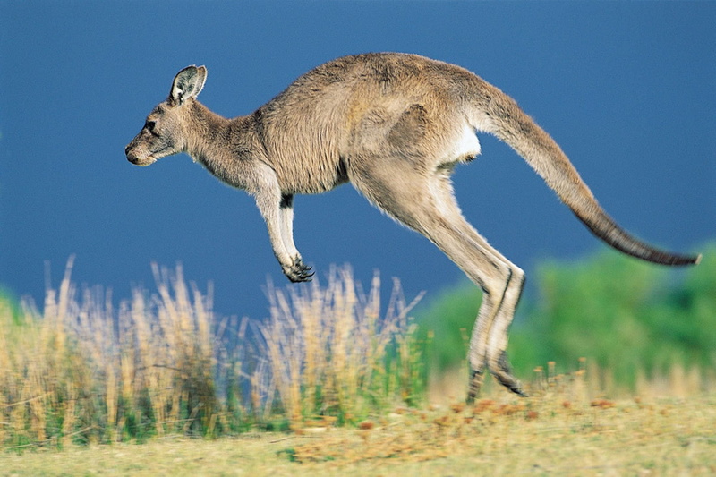 running, day, no people, animals in the wild, mammal, Marsupial, animal themes, motion, standing, animal wildlife, animal, plant, outdoors, jumping, kangaroo