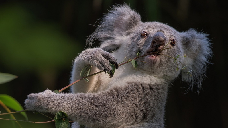 2K, koala, animal, marsupial