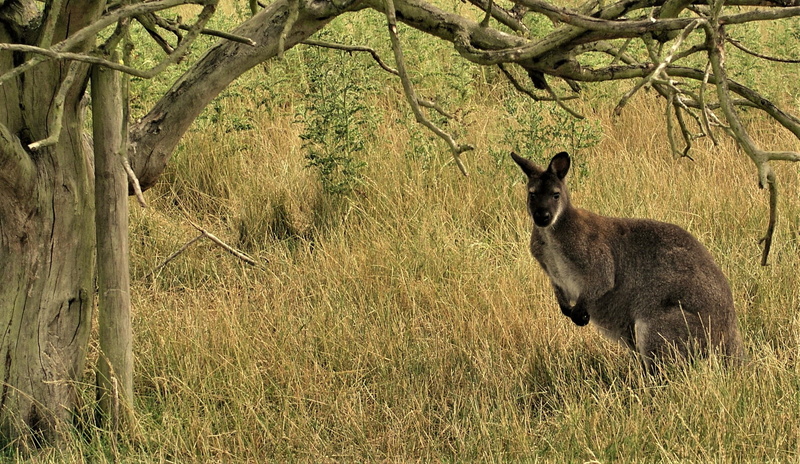 land, 1080P, marsupial, one animal, tree, vertebrate, grass, wildlife, plant, kangaroo, nature, day, animals in the wild, field, animal themes, animal wildlife