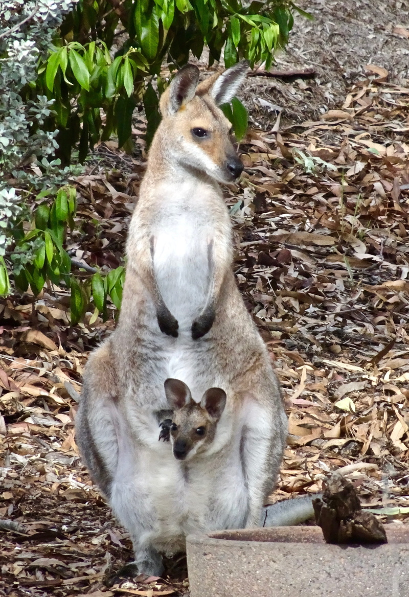 group of animals, animal wildlife, wildlife, marsupial, nature, tree, plant part, animal family, animal, joey, mammal, mother, whisker, two animals, kangaroo