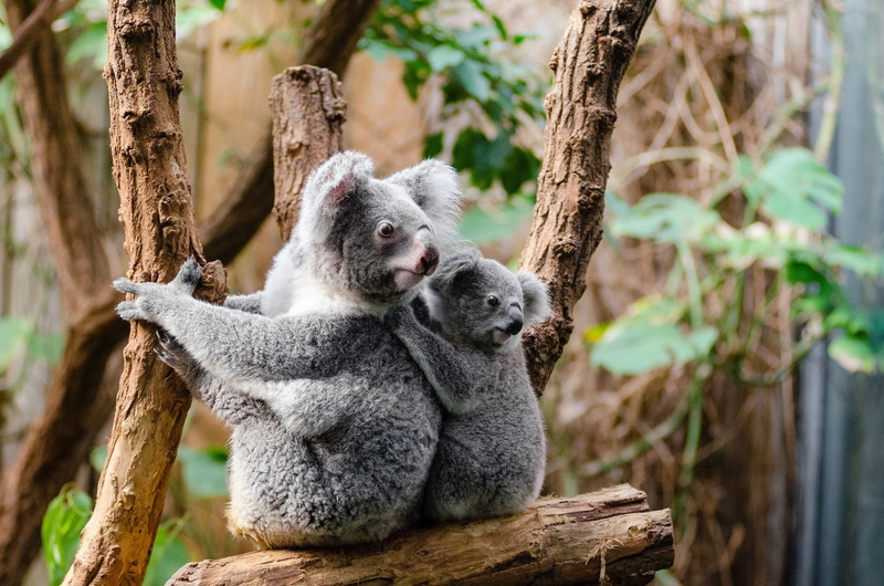 Mammal, Koala, Marsupial, 1080P, Baby Animal, Animal